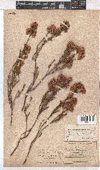 Erica bracteolaris image