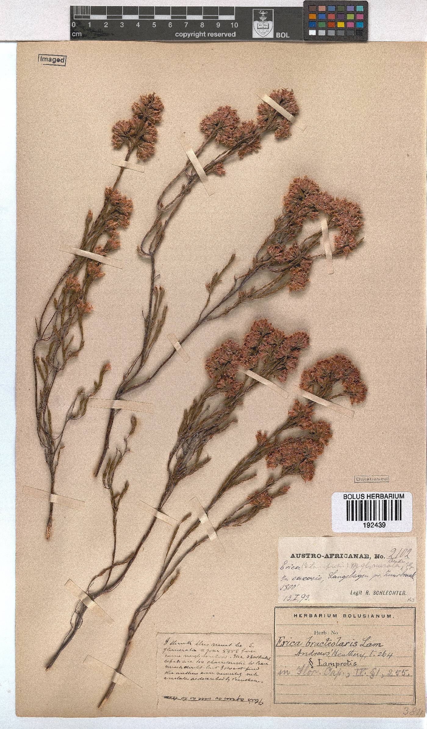 Erica bracteolaris image