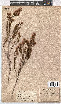 Erica bracteolaris image