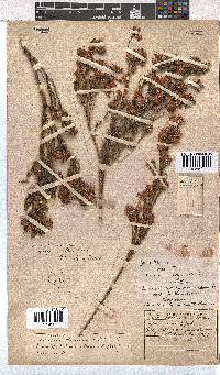 Erica bracteolaris image