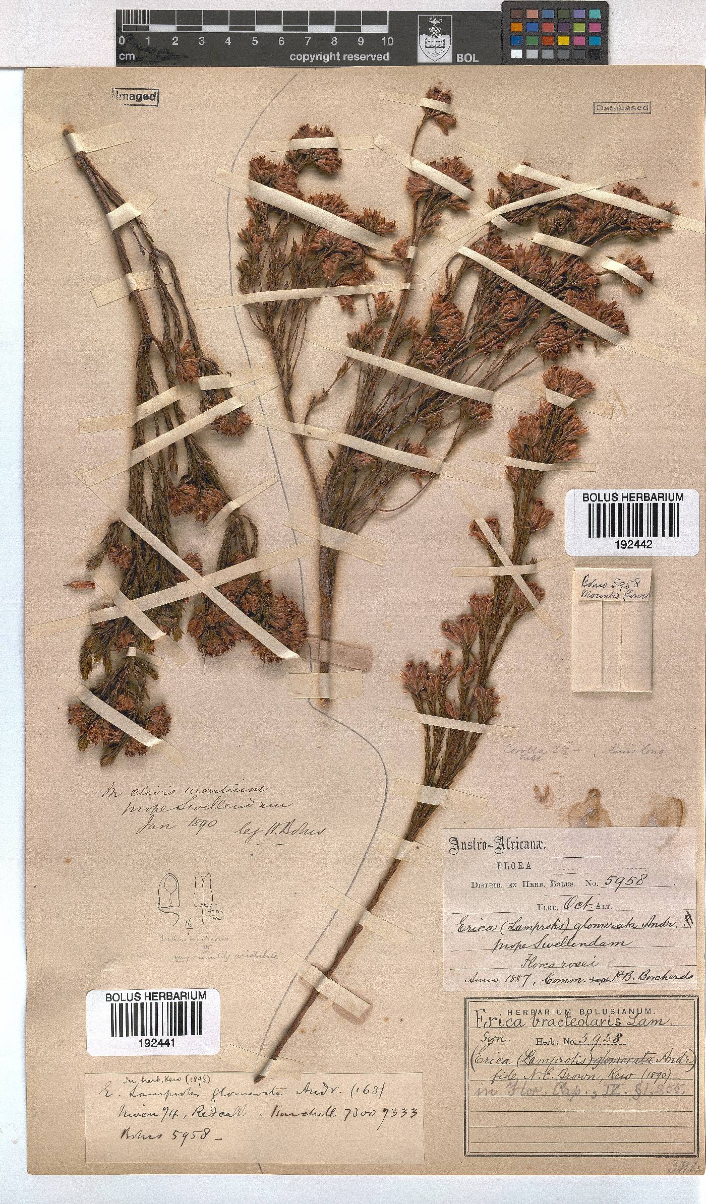 Erica bracteolaris image