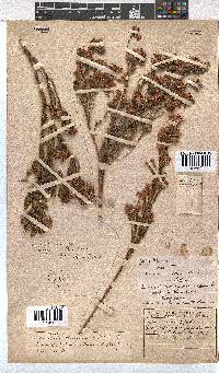 Erica bracteolaris image