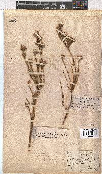 Erica bracteolaris image