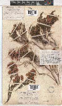 Erica bracteolaris image