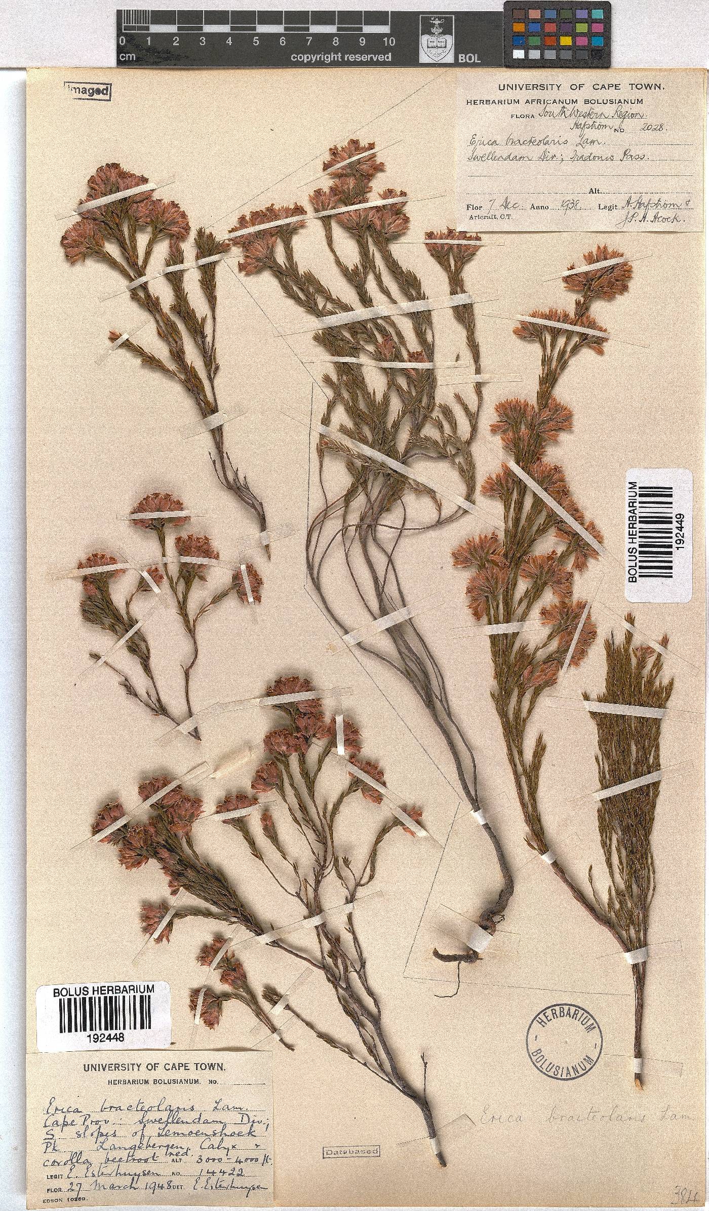 Erica bracteolaris image