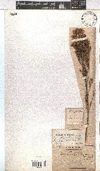 Erica steinbergiana image