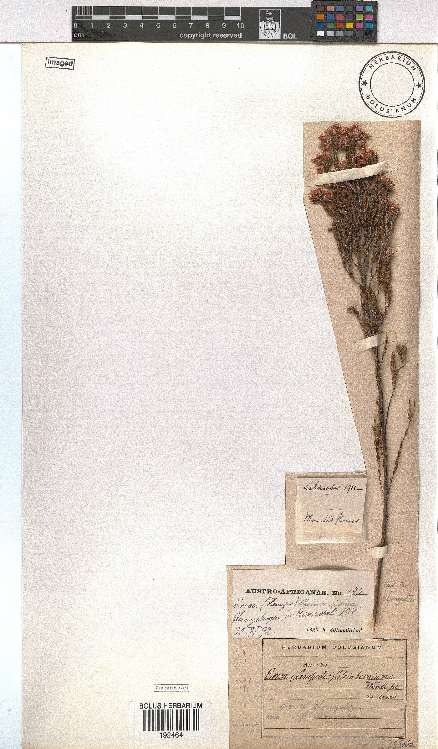 Erica steinbergiana image
