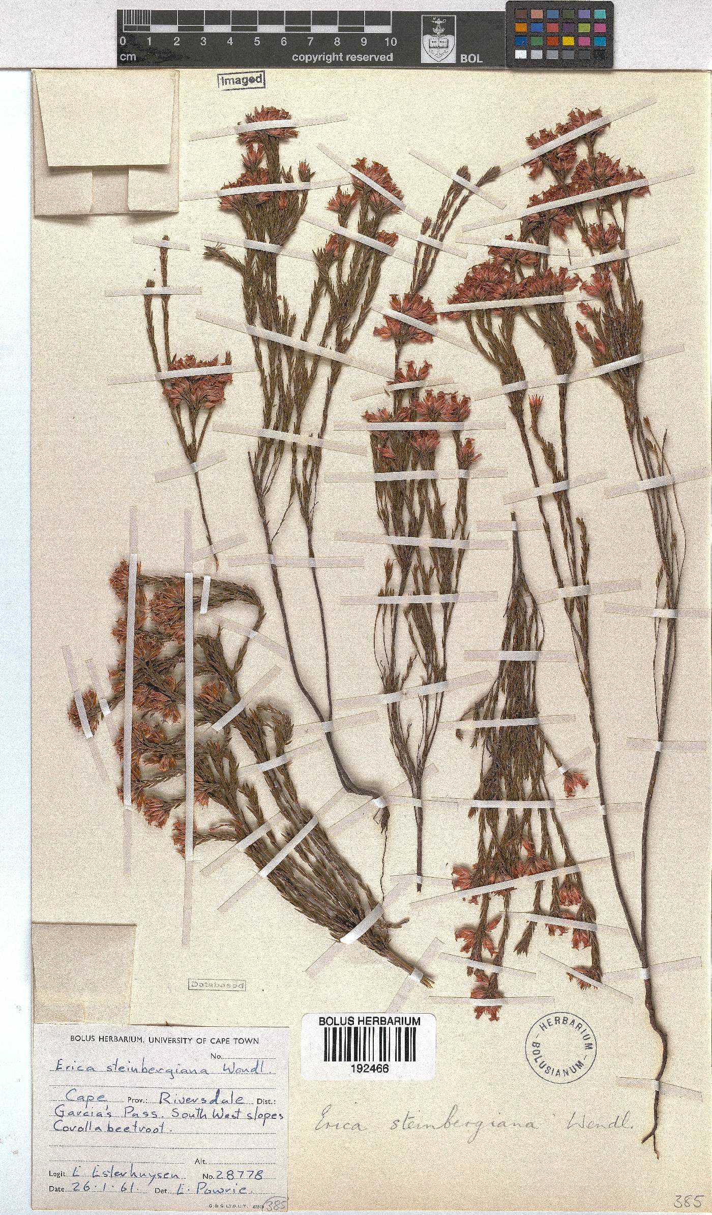 Erica steinbergiana image