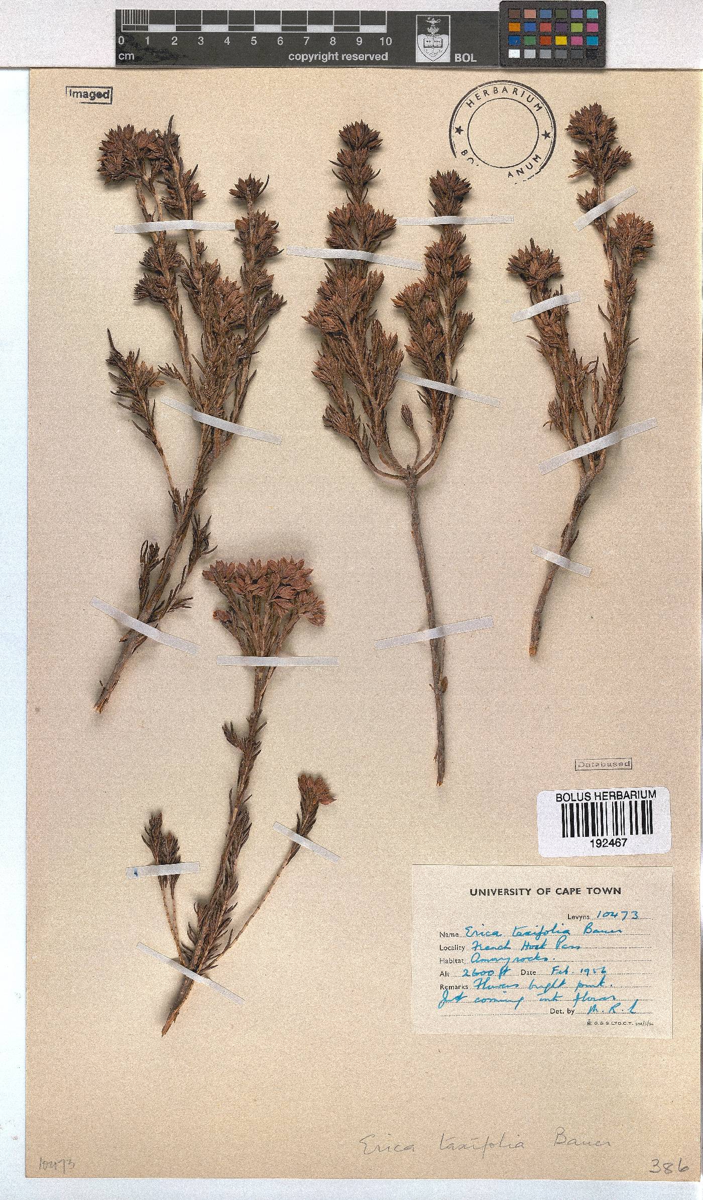 Erica taxifolia image