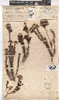 Erica taxifolia image