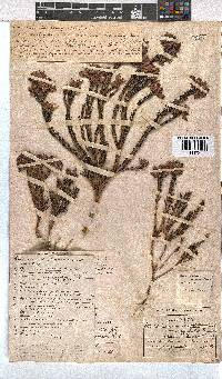 Erica taxifolia image