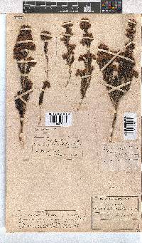 Erica taxifolia image