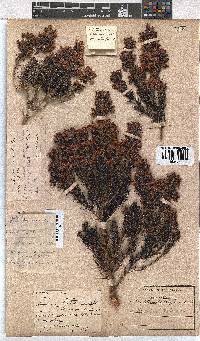 Erica taxifolia image