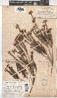 Erica taxifolia image