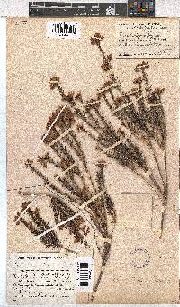 Erica taxifolia image