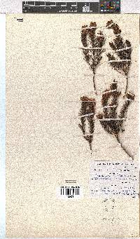 Erica taxifolia image