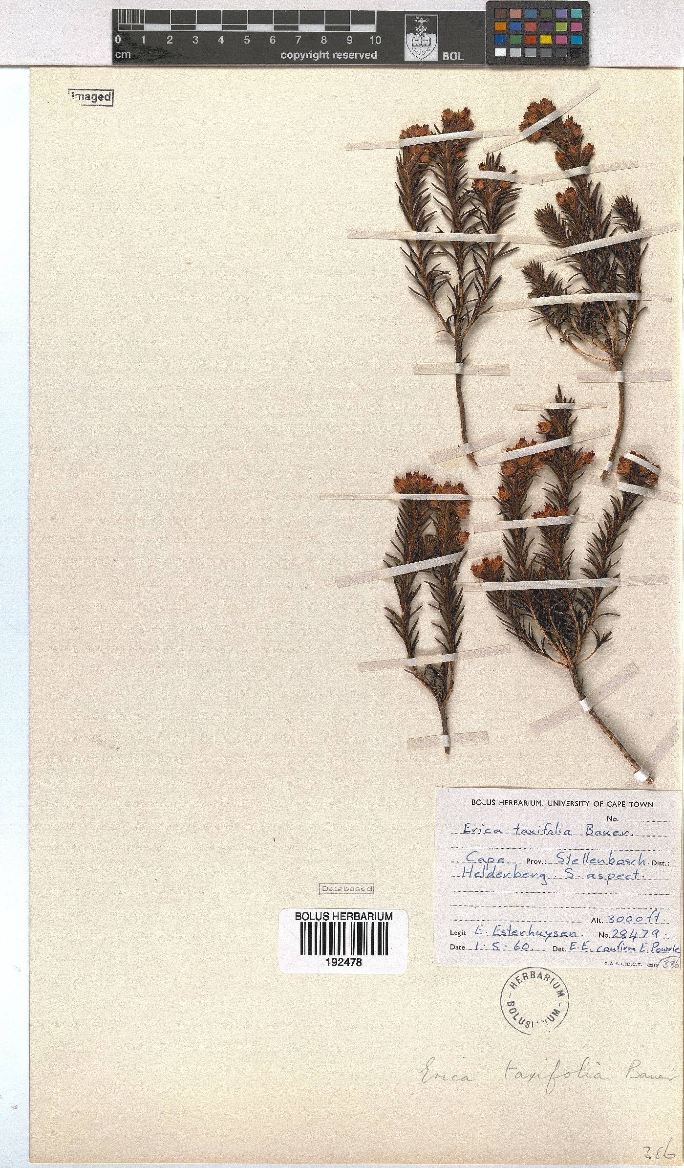 Erica taxifolia image