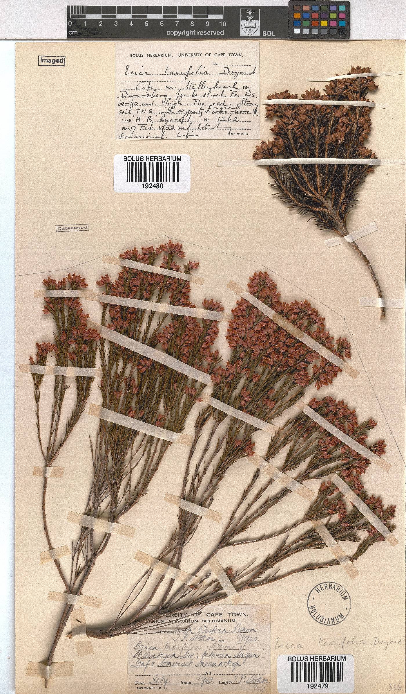 Erica taxifolia image