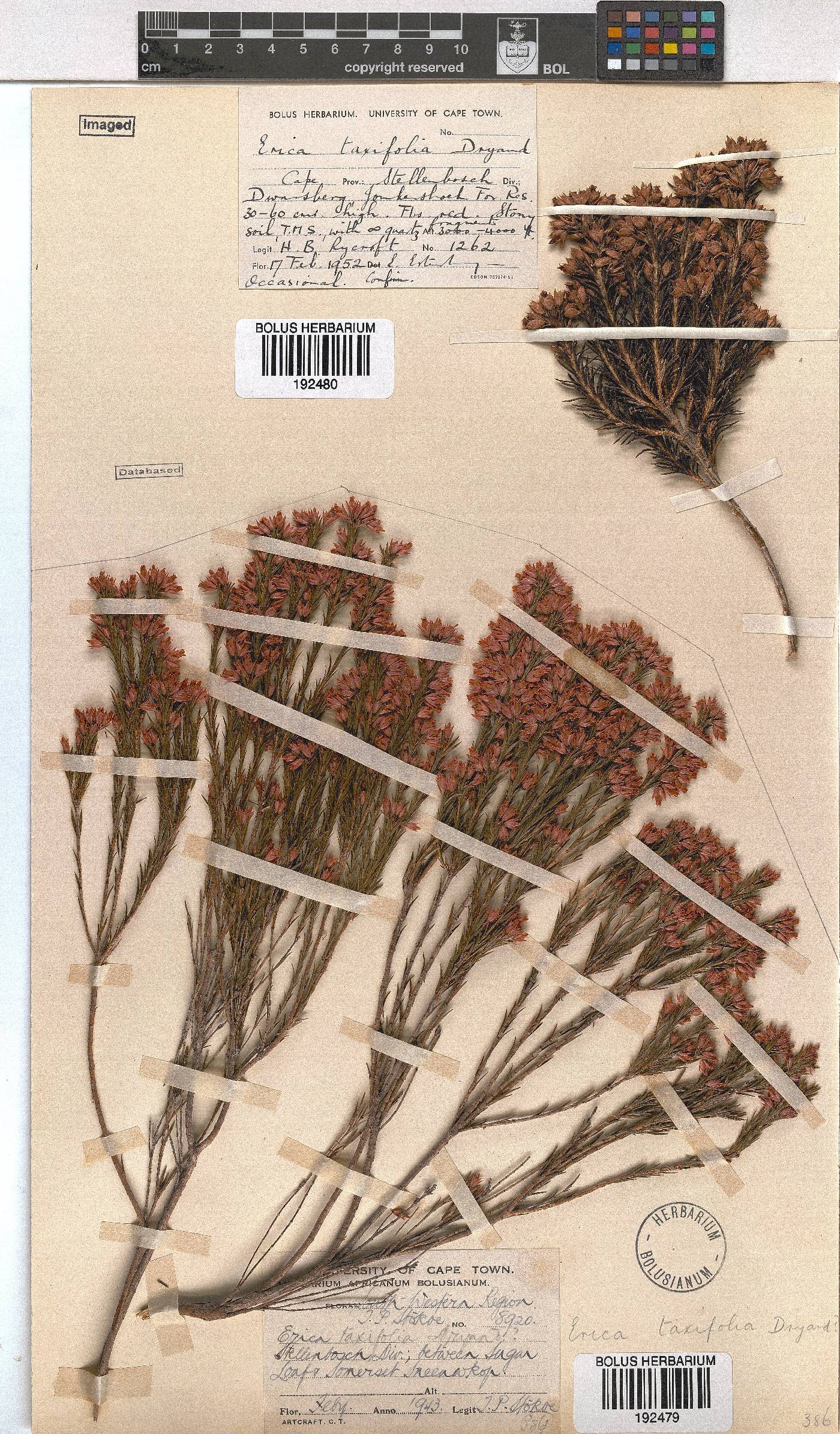 Erica taxifolia image