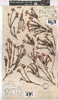 Erica taxifolia image