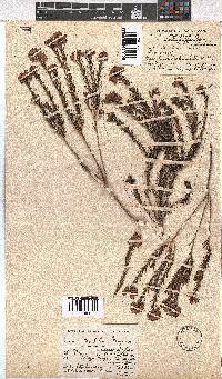 Erica taxifolia image