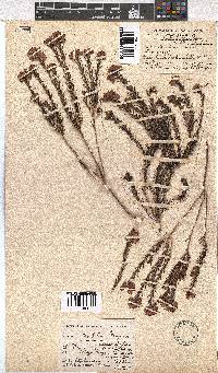 Erica taxifolia image