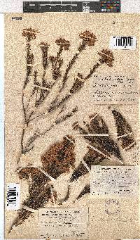 Erica taxifolia image