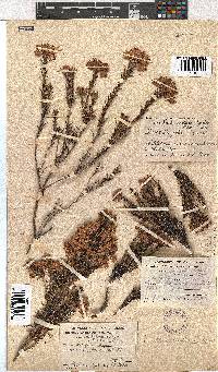 Erica taxifolia image