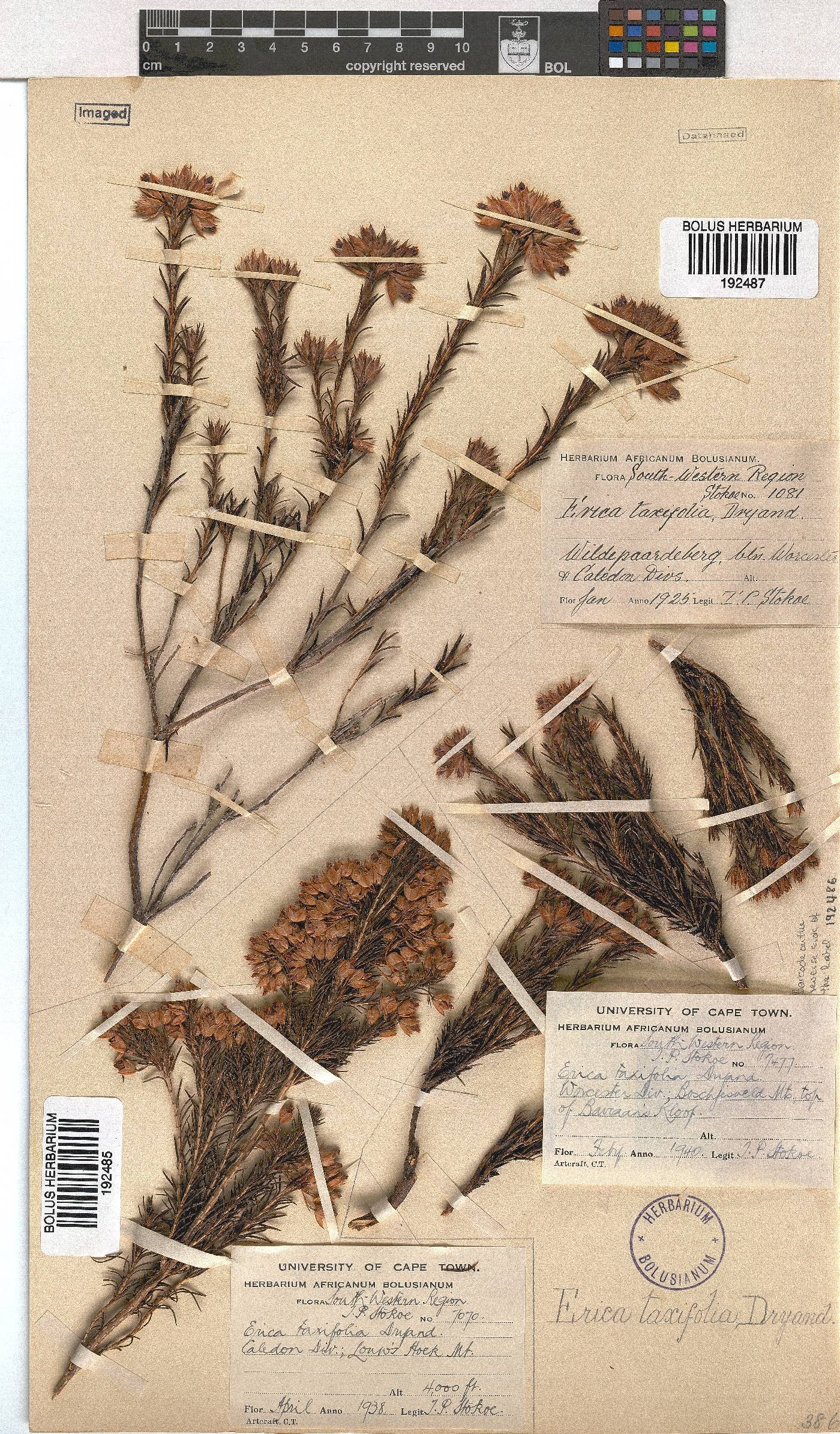 Erica taxifolia image