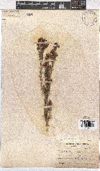 Erica taxifolia image