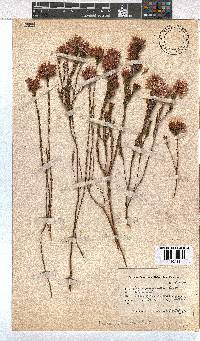 Erica pycnantha image