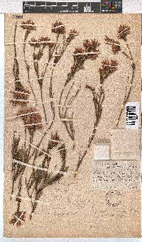 Erica pycnantha image