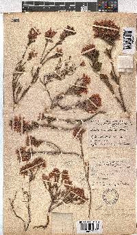 Erica pycnantha image