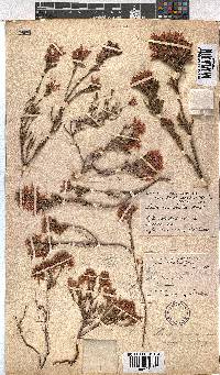 Erica pycnantha image