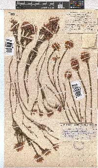 Erica pycnantha image