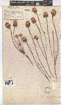 Erica pycnantha image