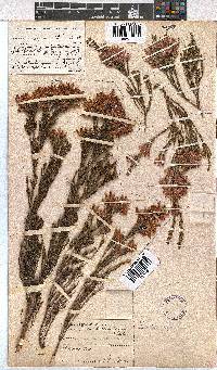 Erica pycnantha image