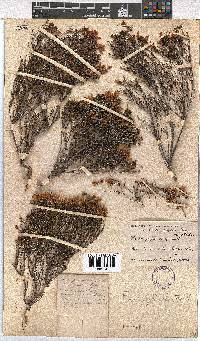 Erica pycnantha image