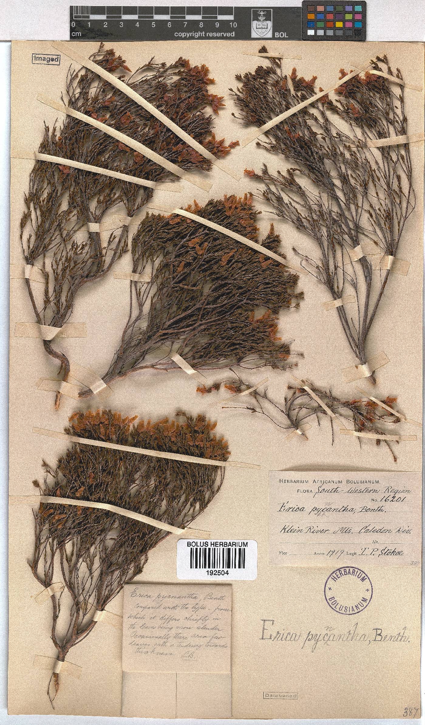 Erica pycnantha image