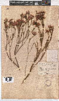 Erica pycnantha image