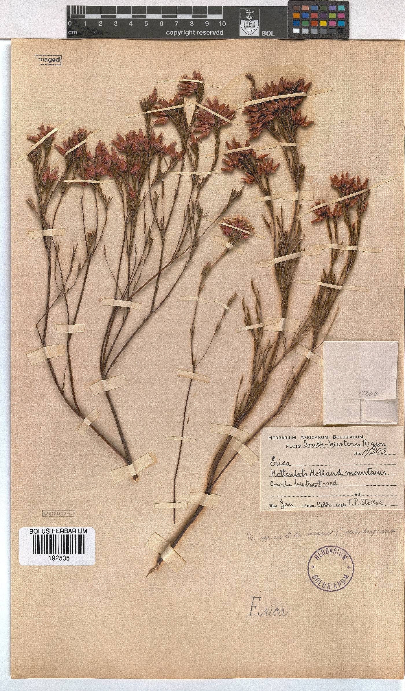 Erica pycnantha image