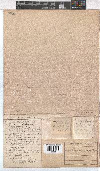 Erica pycnantha image