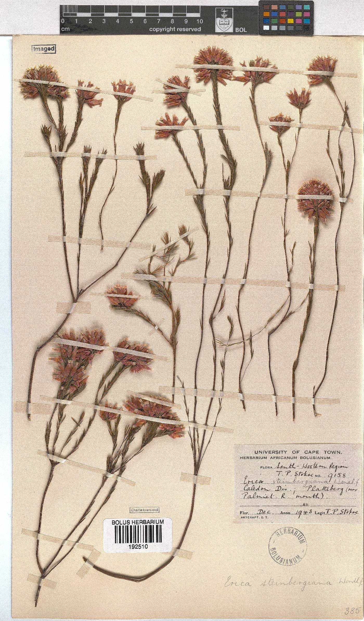 Erica pycnantha image