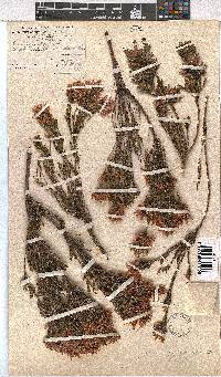 Erica pycnantha image