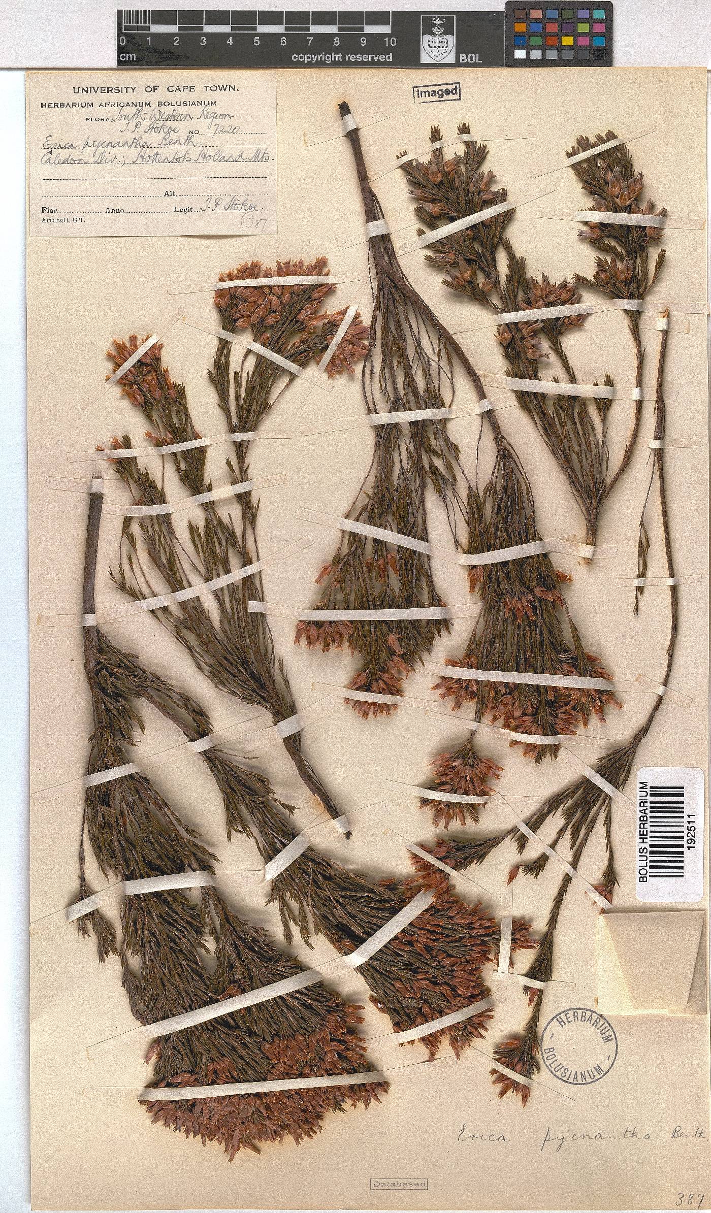 Erica pycnantha image