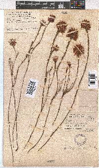 Erica pycnantha image