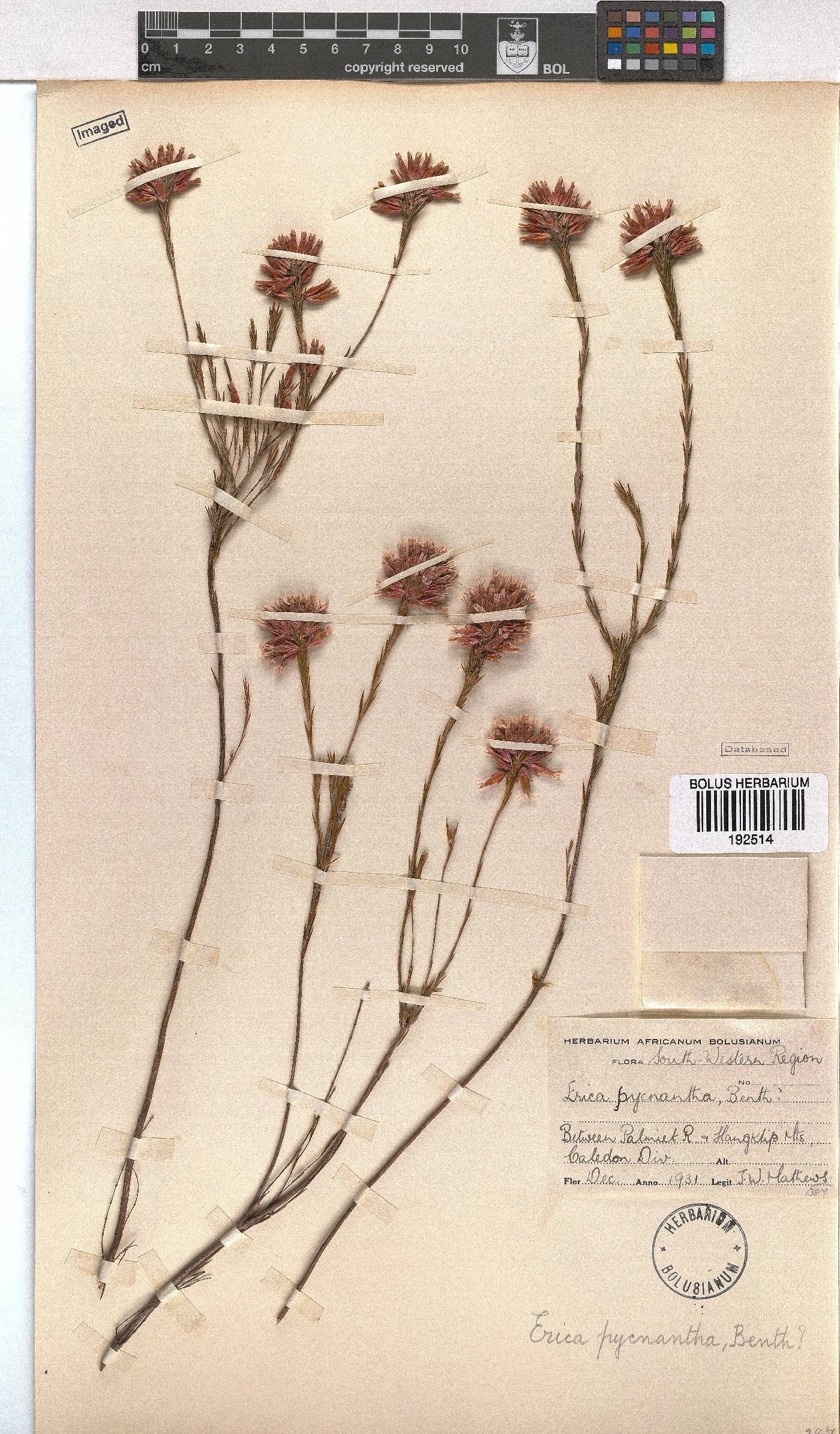 Erica pycnantha image