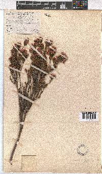 Erica pycnantha image