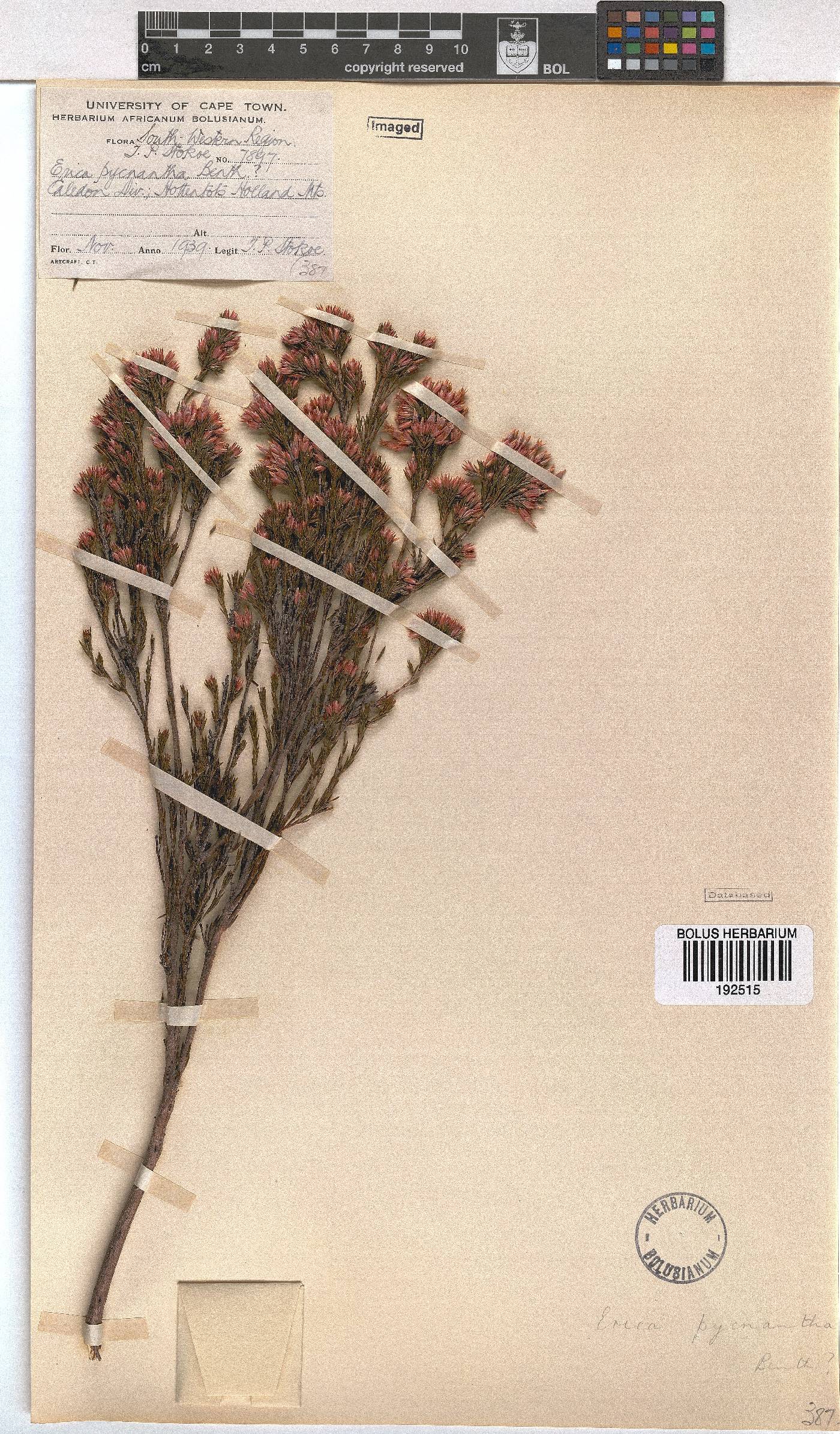 Erica pycnantha image