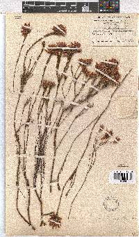 Erica pycnantha image